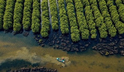 Thực trạng và giải pháp bảo vệ rừng ngập mặn