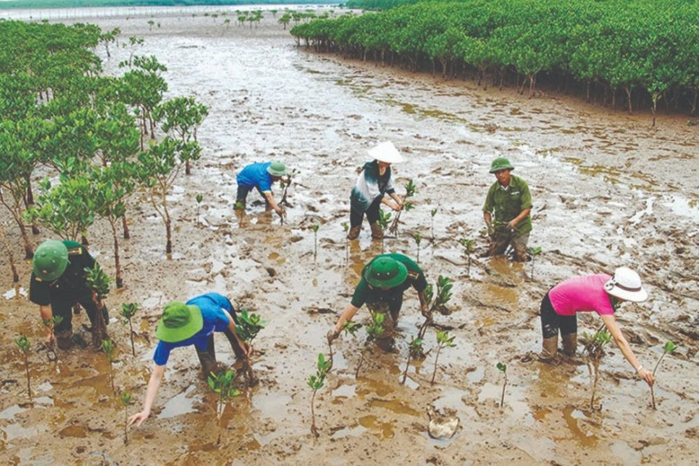 Giải pháp phục hồi và phát triển rừng ngập mặn Nam Trung Bộ