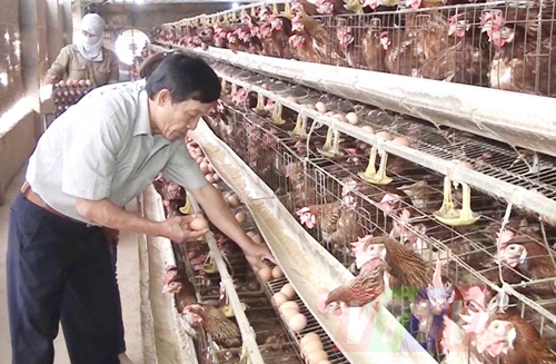 Vũ Thư có 2 trang trại chăn nuôi gia cầm đạt chứng nhận An toàn dịch bệnh động vật