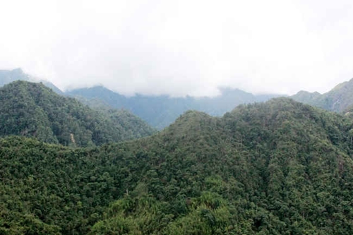 Lào Cai 5 địa phương được thụ hưởng Dự án “Quản lý rừng bền vững và bảo tồn da dạng sinh học”