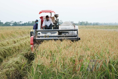 Nông dân Duy Nhất thu hoạch lúa nếp Bể trong điều kiện phòng chống dịch bệnh Covid-19