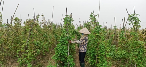 Nông dân Minh Quang thu hoạch rau màu vụ đông