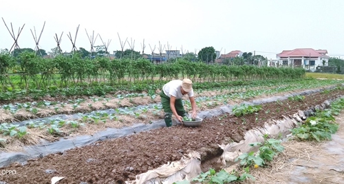 Xã Hồng An tập trung gieo trồng, chăm sóc cây màu vụ đông và làm thủy lợi nội đồng