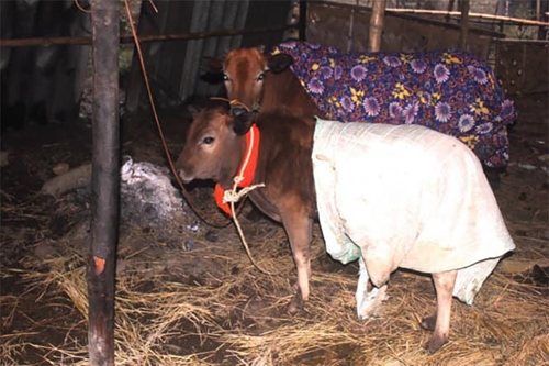 Huyện Mèo Vạc Hà Giang triển khai các biện pháp phòng, chống đói, rét cho gia súc