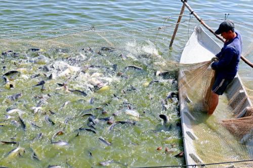 Quy trình kỹ thuật nuôi thương phẩm cá tra Pangasianodon hypophthalmus  trong ao đất  GREENFEED Việt Nam