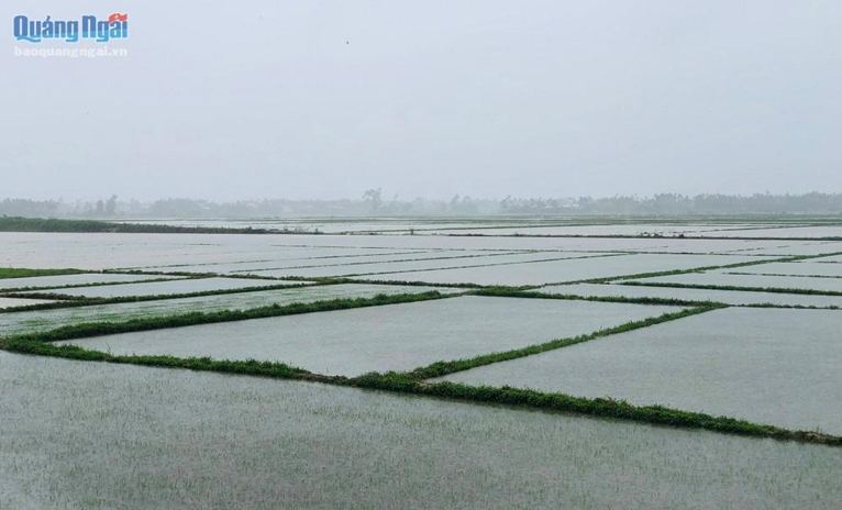 Mưa lũ gây nhiều thiệt hại diện tích sản xuất nông nghiệp tại các tỉnh miền Trung
