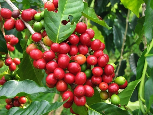 Xuất khẩu cà phê hướng đến mục tiêu kim ngạch đạt 6 tỷ USD