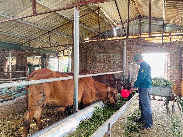 Hiệu quả kinh tế từ một trang trại nuôi bò  Đài Phát thanh  Truyền hình  Lào Cai