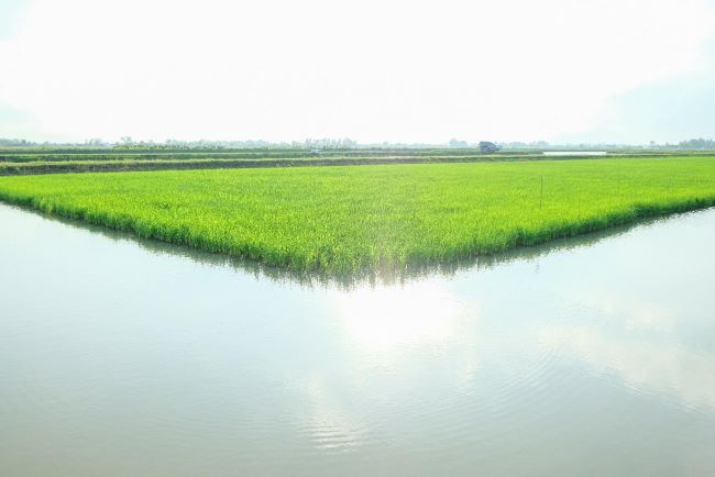 Nâng tầm mô hình lúa  tôm định vị một Mekong xanh  Mekong ASEAN