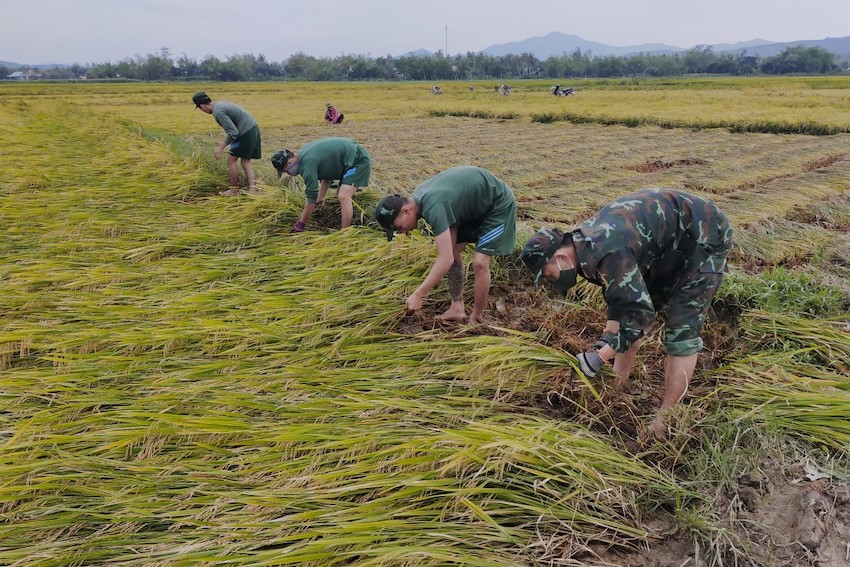 'Thế khó' của ngành gạo Việt trước cơn sốt giá lịch sử