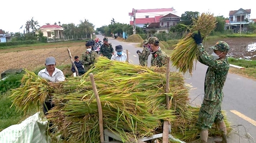 Cán bộ, chiến sỹ quân đội thu hoạch lúa giúp dân khắc phục thiên tai trái mùa