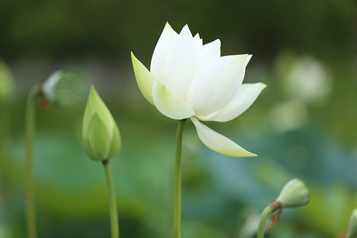 Sen trắng ngoại thành Hà Nội là điểm đến lý tưởng cho những ai muốn tìm kiếm cảm giác thư thái và tận hưởng không khí trong lành bên hoa sen trắng. Hãy khám phá những khu vườn đẹp nhất với hoa sen trắng rực rỡ.