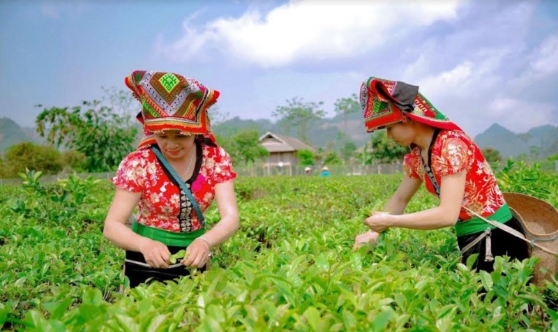 Sơn La: Phát triển các sản phẩm nông nghiệp đặc trưng gắn với du lịch