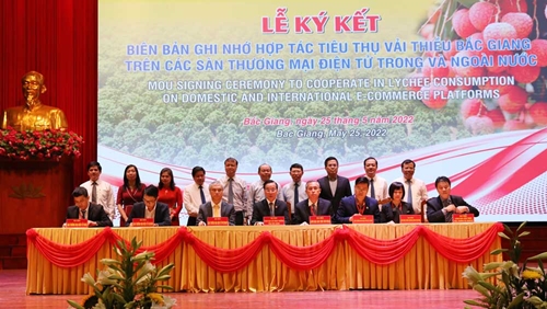 Thành công từ Hội nghị xúc tiến tiêu thụ vải thiều Bắc Giang