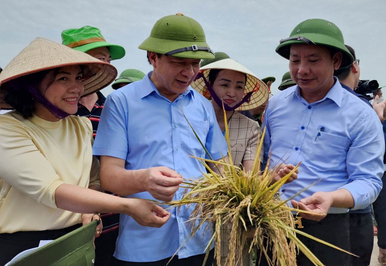 Quảng Ninh Đánh thức vùng cửa sông nhờ canh tác rươi  lúa hữu cơ
