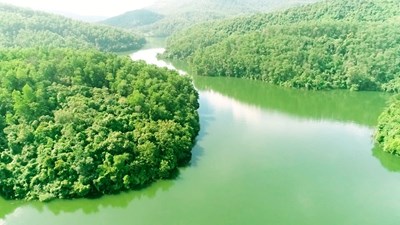 Những loại rừng phòng hộ trong Việt Nam và chức năng riêng của chúng là gì?
