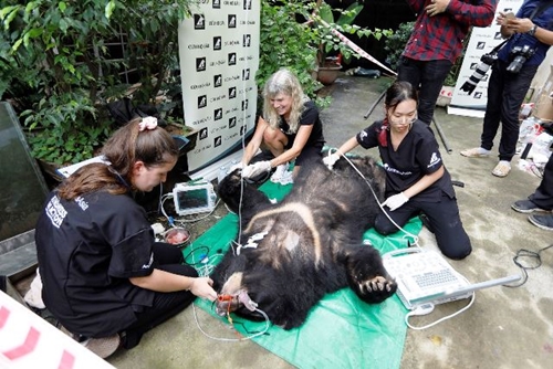 Cứu hộ trang trại với 7 cá thể gấu ngựa từ xã Phụng Thượng, Hà Nội