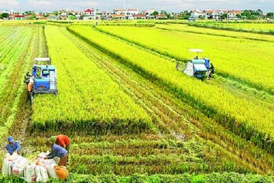 Thanh Hóa tiến tới nền nông nghiệp hàng hóa lớn và công nghệ cao
