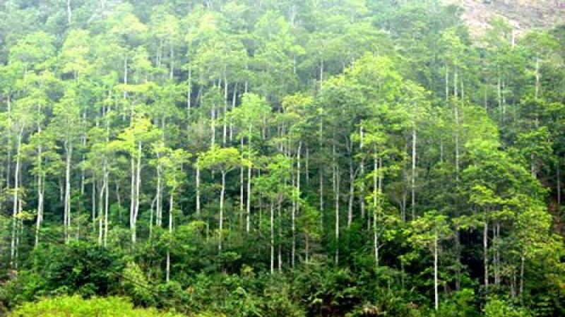 Hiện trạng rừng Việt Nam: Hãy khám phá tình trạng hiện tại của rừng Việt Nam, sự đa dạng sinh học và cách thức bảo vệ môi trường. Điều này không chỉ giúp bạn có cái nhìn cụ thể về tình trạng môi trường hiện tại, mà còn đem lại hiểu biết thực sự về sự phát triển bền vững và sự đóng góp của mỗi người đối với môi trường.