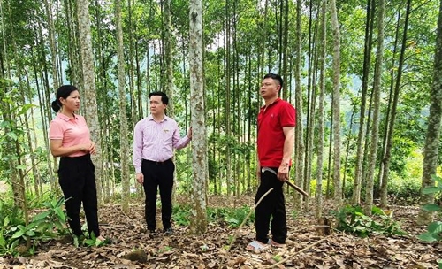 Bài 3 Ngày nắng mới, xanh mát rừng nơi đất Phù Yên