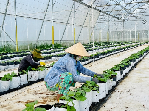Bình Thuận hướng tới mục tiêu phát triển xanh, bền vững