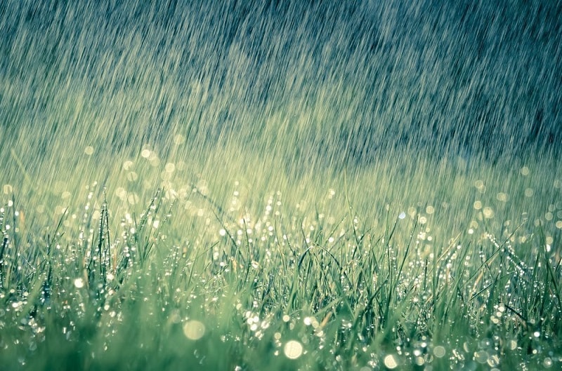 Những bức ảnh tuyệt đẹp này sẽ khiến bạn nhận ra, trong mưa, cuộc đời vẫn  dịu dàng đến thế - Báo Đồng Nai điện tử