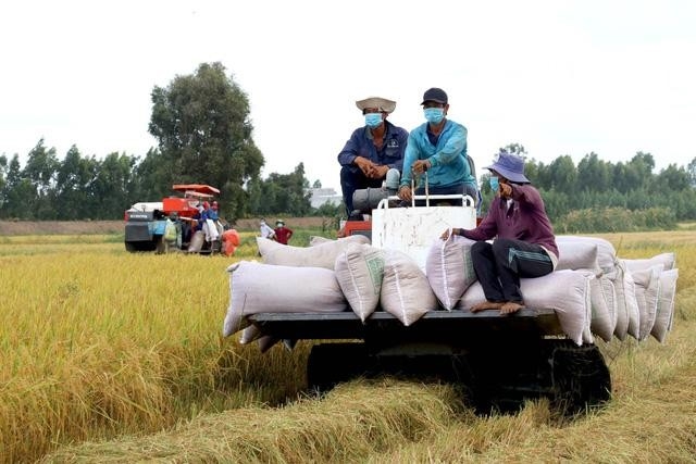 Hình ảnh: Cơ hội tăng trưởng mới cho xuất khẩu gạo Việt Nam tới các thị trường lớn số 1