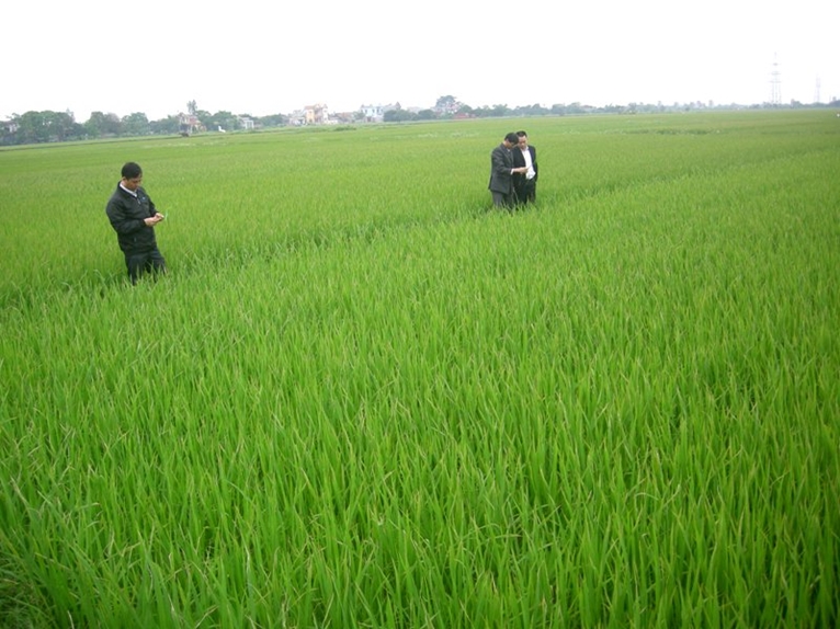 Chuyển đổi sang trồng lúa carbon thấp giúp Việt Nam đạt mục tiêu giảm phát thải