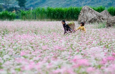 Hà Giang Sẵn Sàng Cho Lễ Hội Hoa Tam Giác Mạch 2022