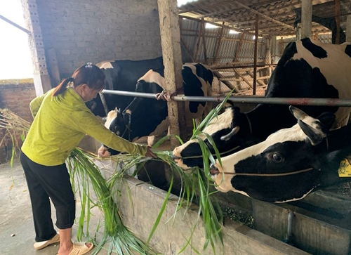 Hiệu quả từ Dự án bò sữa ở Ba Vì