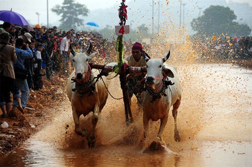 Ấn tượng hội đua bò Bảy Núi An Giang