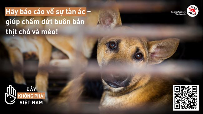 Sự việc buôn bán thịt chó là tai hại cho các loài động vật. Nhưng hãy xem bức ảnh này để có sự nhận thức rõ hơn về tình trạng này và cách chúng ta có thể ngăn chặn tình trạng này xảy ra. Hãy đứng lên và tham gia vào các hoạt động bảo vệ động vật.