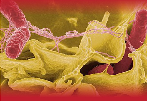 Nguồn lây và triệu chứng khi nhiễm vi khuẩn Salmonella