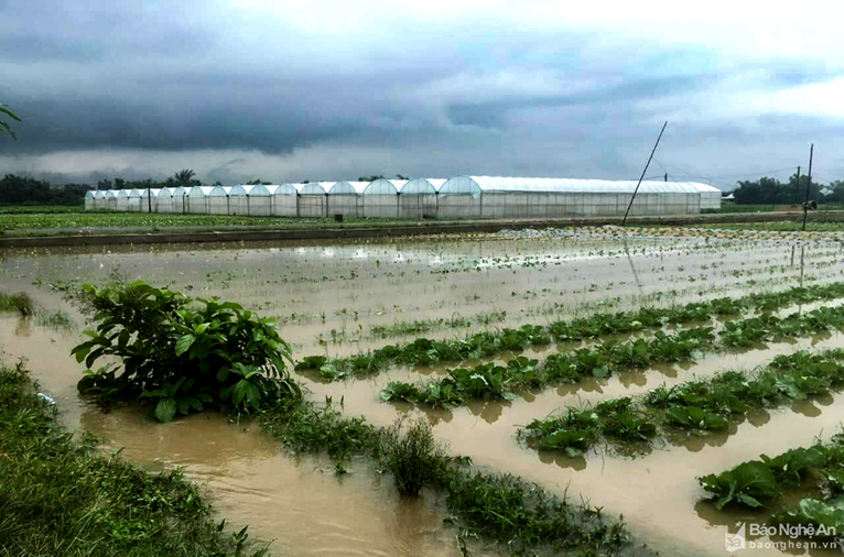 Mưa lớn gây nhiều thiệt hại tại tỉnh Nghệ An