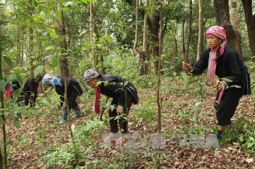Phát triển kinh tế nông, lâm nghiệp bền vững gắn với bảo vệ rừng và nâng cao thu nhập cho người dân