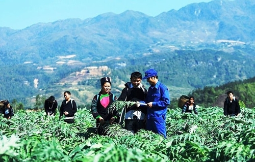 Phát triển trồng sâm và dược liệu quý tại vùng đồng bào dân tộc thiểu số, miền núi