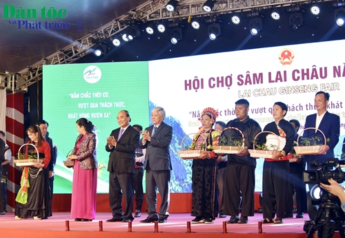Để đưa cây Sâm Lai Châu phát triển vươn xa