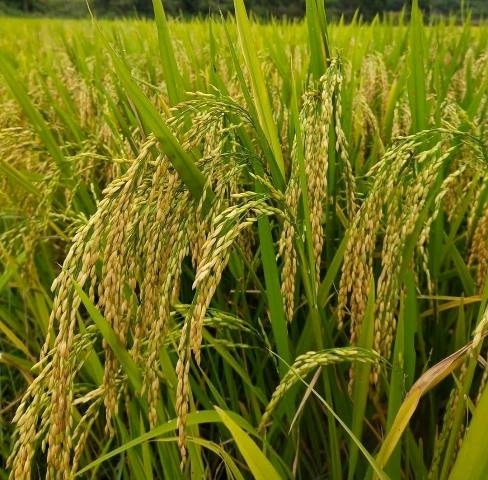 Phấn đấu sản lượng lương thực có hạt đạt khoảng 47,3 triệu tấn