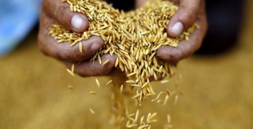 Xuất khẩu gạo Thái Lan vượt mục tiêu đề ra