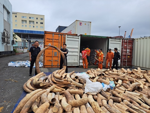 Bắt giữ 7 tấn ngà voi nhập lậu tại Hải Phòng