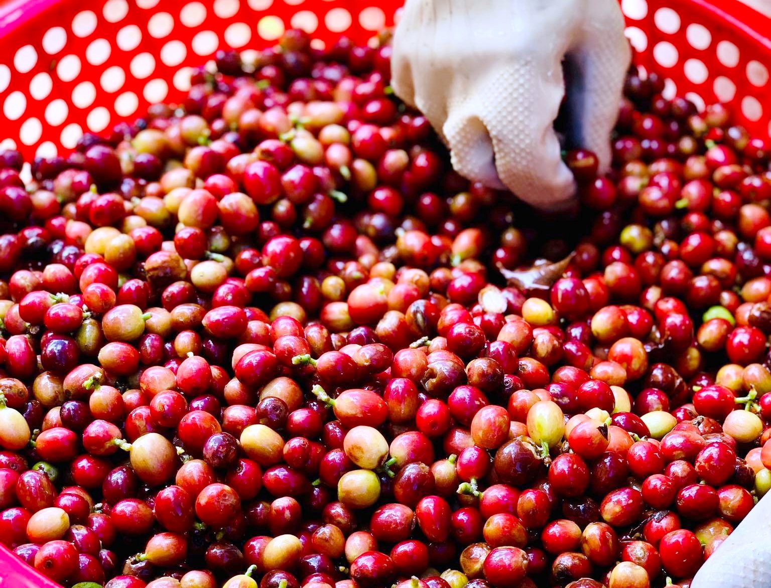 Để người tiêu dùng thế giới biết đến nhiều hơn cà phê Việt Nam