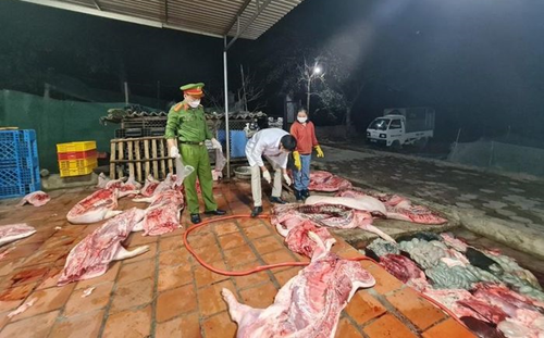 Phát hiện một cơ sở thu mua hơn 1 tấn lợn đã chết