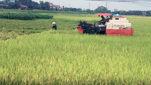 Bắc Giang Bắt đầu thu hoạch hơn 700 ha lúa chiêm xuân