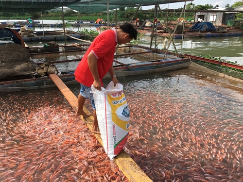 Phát triển ngành thủy sản theo hướng tăng tỷ trọng sản lượng nuôi trồng