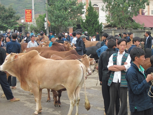 Đồng Văn Xóa đói giảm nghèo từ phát triển chăn nuôi gia súc