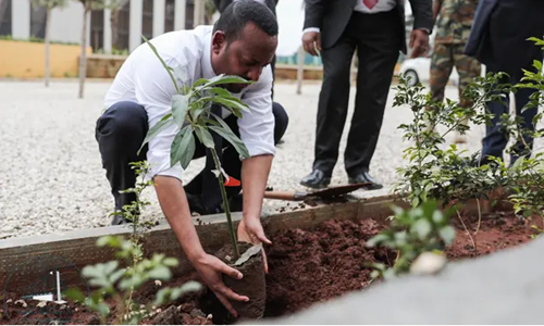 Ethiopia lên kế hoạch trồng 500 triệu cây xanh trong một ngày