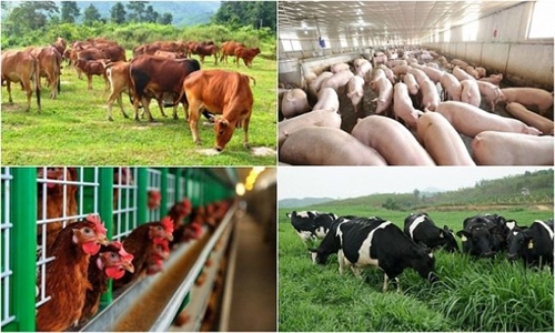 Phát triển an toàn vùng chăn nuôi, thúc đẩy xuất khẩu gia tăng giá trị