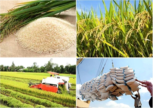 Cơ hội mở rộng thị trường xuất khẩu gạo của Việt Nam
