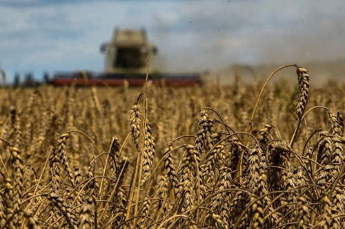 Xuất khẩu ngũ cốc của Ukraine tăng trong giai đoạn đầu niên vụ 2023 - 2024