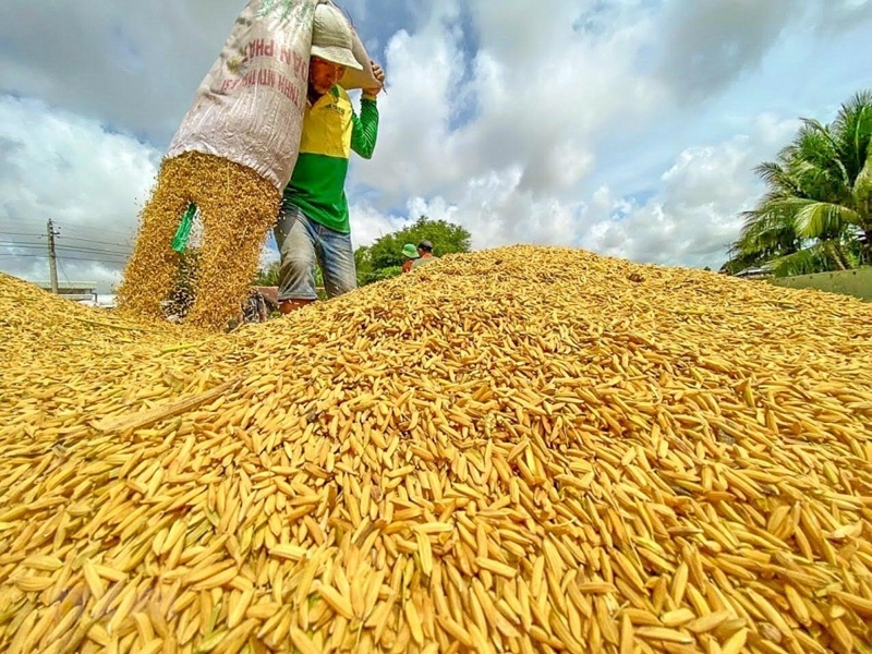 Giá gạo Việt Nam khó giảm xuống dưới 640 - 650 USD/tấn vào đầu năm 2024